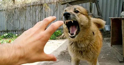 Ветеринар назвала симптомы чумки и бешенства у собак - NEWS.ru — 16.08.23