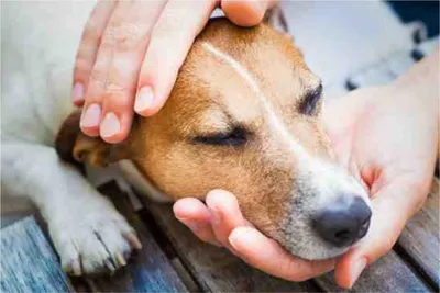 Чумка у собак симптомы и лечение профилактика