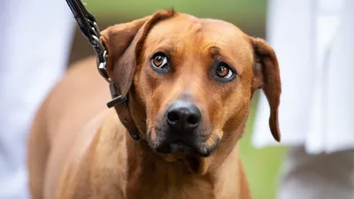 Чумка у собак: симптомы, лечение и сколько длится болезнь | Royal Canin UA