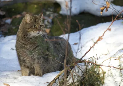 Амурский лесной кот: фото и описание «денежной кошки» | Пикабу