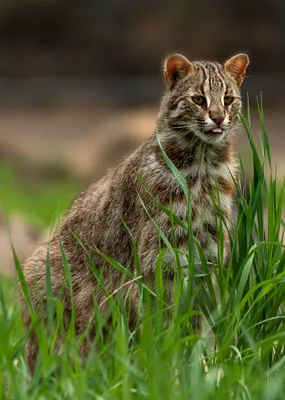 Кот дикий лесной дальневосточный | Пикабу