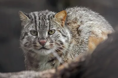 Дальневосточный, или амурский лесной кот | ネコ, オセロット, 美しい