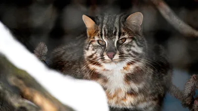 Дальневосточного лесного кота из казанского зооботсада назвали Тихоном -  Новости - Официальный портал Казани