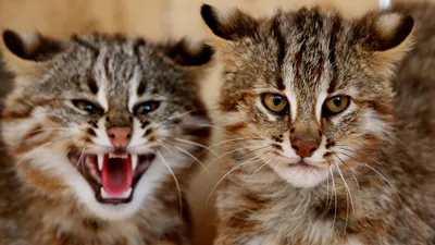 Редкие лесные коты попали в объектив фотографа на \"Земле леопарда\" -  Новости РГО