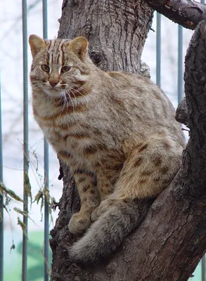 Дальневосточные лесные коты в Приморском Сафари-парке