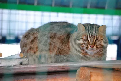 Сотрудники МТС спасают дальневосточного лесного кота | Фонд «Феникс»