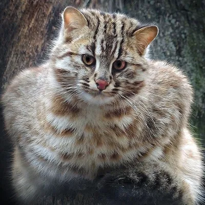 Дальневосточный лесной кот. Photographer Konstantin Kostin