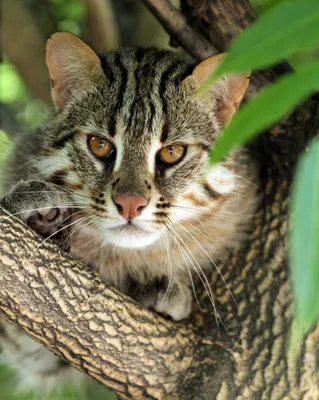 Дальневосточные лесные коты в зоопарке \"Садгород\" | РИА Новости Медиабанк