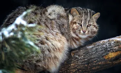 В Большереченском зоопарке отметил новоселье дальневосточный кот Василий |  12 канал