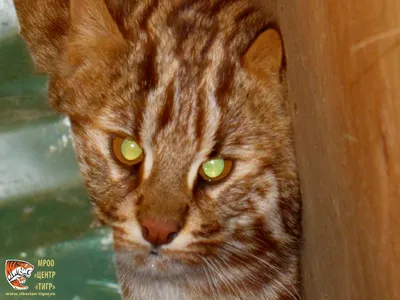 В Приморье спасли краснокнижных лесных котят :: Новости :: ТВ Центр