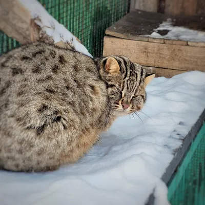 Дальневосточный кот Василий из Большереченского зоопарка переехал в новый  вольер | Культура
