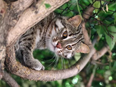 Амурский лесной кот - большая вредина! | Живое в природе | Дзен