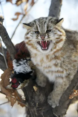 Дальневосточный лесной кот занесен в…» — создано в Шедевруме