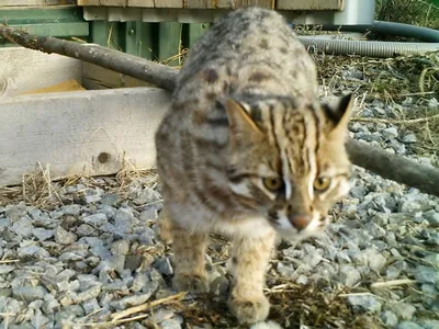 Дальневосточные лесные коты в зоопарке \"Садгород\" | РИА Новости Медиабанк
