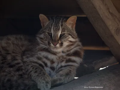 Дальневосточного лесного кота нашли возле центра спасения диких животных в  Приморье - ЯПлакалъ