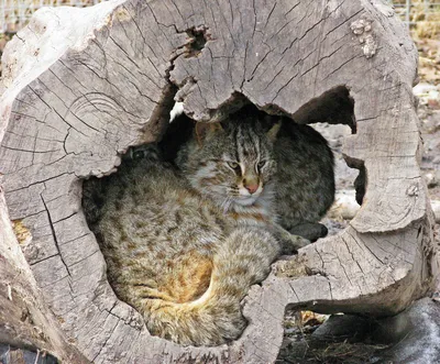 Дальневосточные лесные коты в Приморском Сафари-парке
