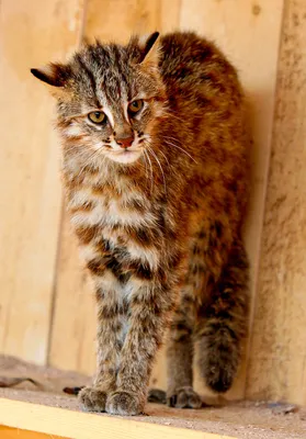 Гибридный котёнок, который спасёт вид | Наука в Сибири