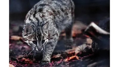 В Казанском зоопарке поселился дальневосточный лесной кот | Вести Татарстан