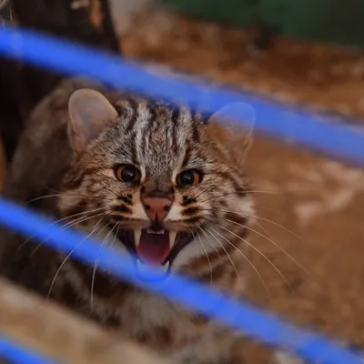 Дальневосточный лесной кот на ветке…» — создано в Шедевруме