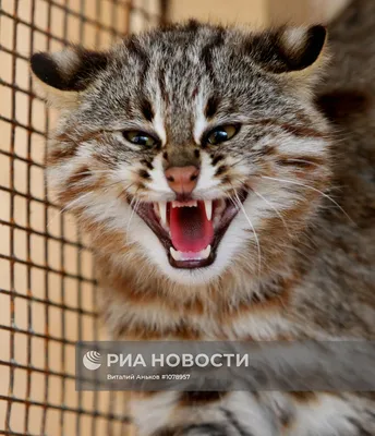 В Приморье специалисты выхаживают двух краснокнижных лесных котят-сирот -  РИА Новости, 11.10.2022