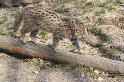 амурский лесной кот Prionailurus Felis Bengalensis Euptilura дальневосточный  лесной кот — северный подвид леопарда Стоковое Изображение - изображение  насчитывающей отродье, далеко: 221834989