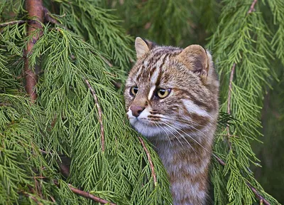 File:Лесной кот Гродно.JPG - Wikimedia Commons