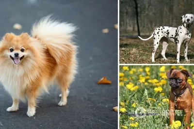 Декоративные породы собак - русские породы, названия и фото | Pet-Yes