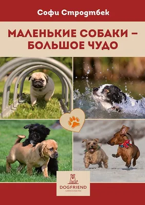 Спокойные породы собак: список и фото