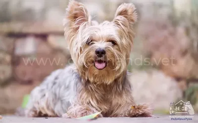 Самые красивые породы собак - какое животное выбрать - список и фото |  OBOZ.UA