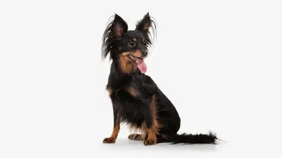 Маленькие породы собак: маленькие собаки для квартиры, фото с названиями и  ценами