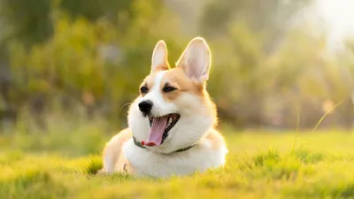 Красивые породы собак: топ-10 самых привлекательных и милых псов