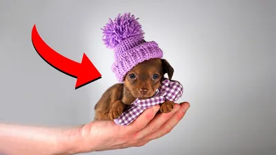 Маленькие породы собак: топ-10 самых миниатюрных пород