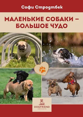 Маленькие Собаки Mini-Dogs - Информация о породах, консультации, фотосессии  собак