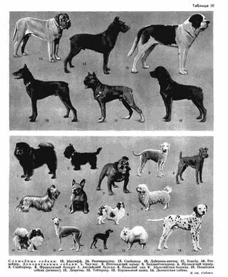 Декоративные породы собак — обзор с фотографиями, названиями и кратким  описанием