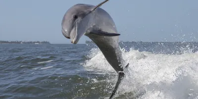 Ученые заметили у берегов Крыма редкого дельфина-альбиноса - Российская  газета