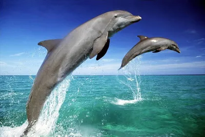 Афалина или большой дельфин — Common bottlenose dolphin (лат. Tursiops  truncatus), S.E.A. Aquarium, Сингапур ⋆ Фотографии ⋆ Путешествия с Fresh  Trip