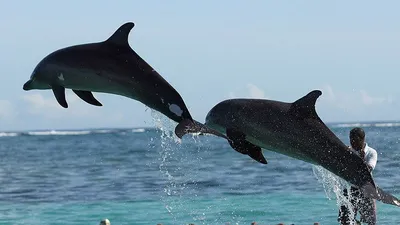 Дельфин Дельфин-Афалина Красное - Бесплатное фото на Pixabay - Pixabay