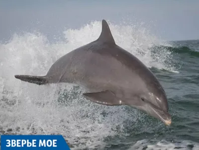 Фигурка дельфина Safari Ltd Афалина за 780 руб – купить в интернет-магазине  КуклаДом в Москве и России, отзывы