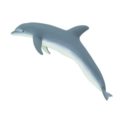 дельфин обыкновенный афалина дельфин афалина короткоклювый плавник  обыкновенного дельфина, акварель, краска, влажные чернила, короткоклювый  дельфин, морские млекопитающие, китообразные, обыкновенные дельфины png |  Klipartz