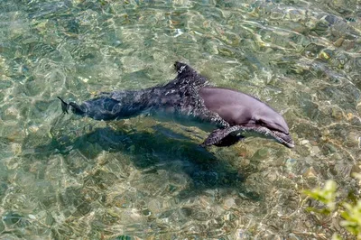 иллюстрация белого дельфина, дельфин-афалина, мультфильм дельфина, белый,  морской Млекопитающее, млекопитающее png | PNGWing
