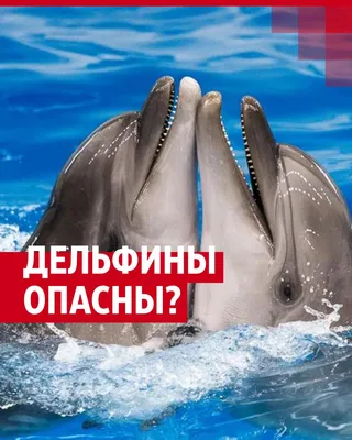Обыкновенный афалина Tucuxi Полосатый дельфин Обыкновенный дельфин, дельфин,  синий, морские млекопитающие png | PNGEgg