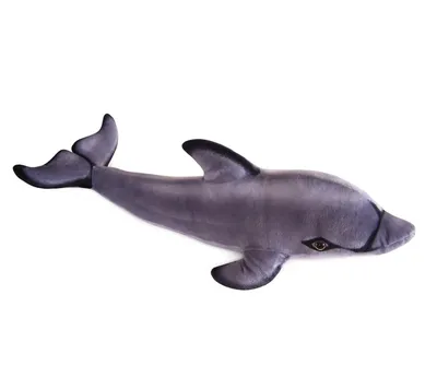 дельфин обыкновенный афалина дельфин афалина морское млекопитающее,  короткоклювый дельфин, китообразные, белфин, обыкновенные дельфины png |  Klipartz