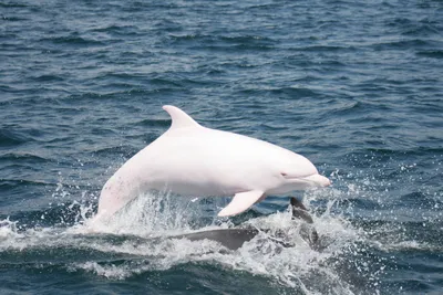 Один дельфин-афалина выходит из воды игривый дельфин плывет под красным  морем солнечный день на дельфиньем рифе эйлата красивый дельфин в голубой  прозрачной воде очень дружелюбное морское животное | Премиум Фото