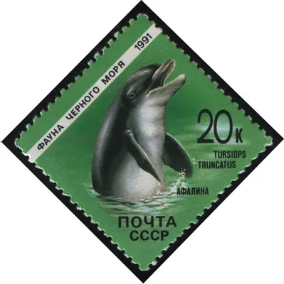 Дельфин Афалина цена, купить Дельфин Афалина в Минске недорого в интернет  магазине Сима Минск