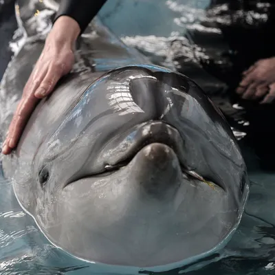 Фотография дельфин афалина (Tursiops truncatus) | Фотобанк ГеоФото/GeoPhoto  | GetImages Group