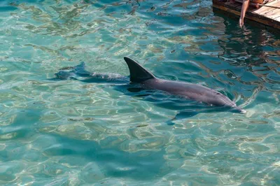 Дельфин афалина альбинос | Пикабу