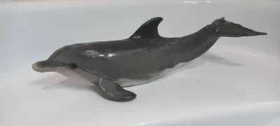 Рисунок карандашом дельфин - 64 фото