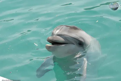 Дельфин Афалина размер M