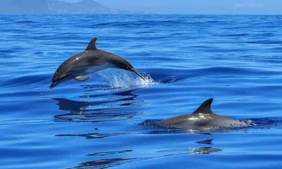 Дельфины Черного моря - Севастопольский аквариум