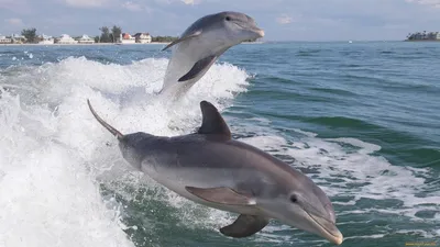 Южная Корея: последний дельфин выпущен на волю